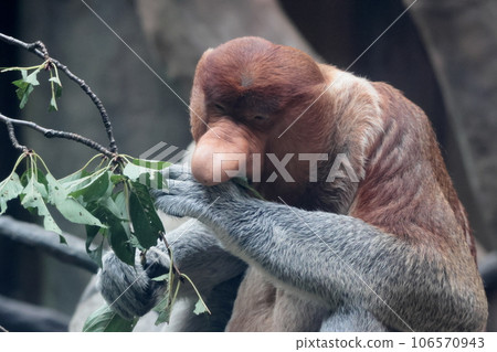 Monza monkey 106570943
