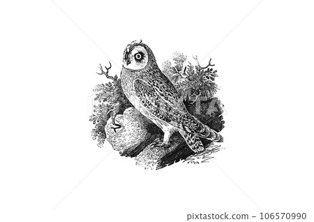 The short-eared owl illustrated in a precise woodblock print 106570990