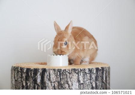 rabbit eating rice rabbit eating rice 106571021