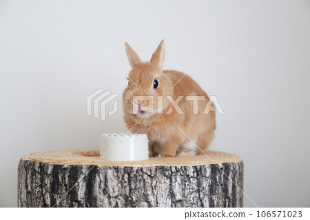 rabbit eating rice 106571023