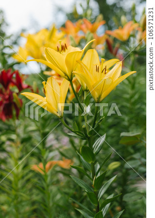 Yellow lily flowers in the summer garden Yellow lily flowers in the summer garden 106571231