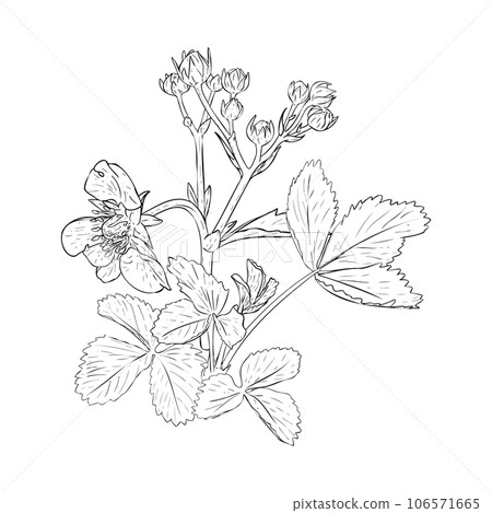 Strawberry bush on branches, berries, flowers and leaves. Vector illustration drawn by hand. Sketch for design of packaging, labels, decor, paper materials and logo, art books 106571665
