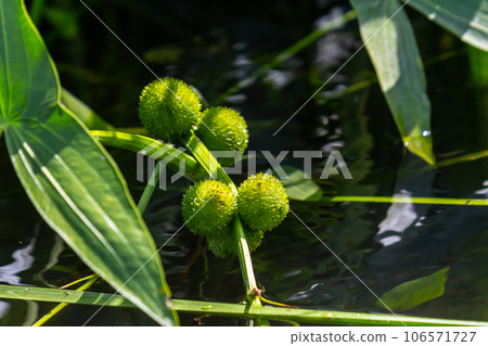 plant called Common arrowhead, Sagittaria sagittifolia 106571727