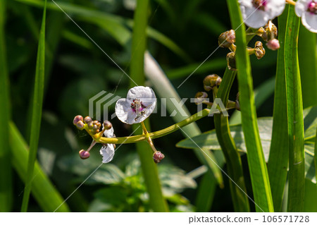 Closeup of arrowhead flower. Sagittaria sagittifolia plant Closeup of arrowhead flower. Sagittaria sagittifolia plant 106571728