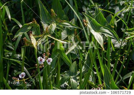 Closeup of arrowhead flower. Sagittaria sagittifolia plant 106571729