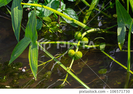 plant called Common arrowhead, Sagittaria sagittifolia plant called Common arrowhead, Sagittaria sagittifolia 106571730