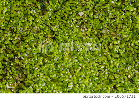 Duckweed - Cultivation of duckweed. Lemna trisulca 106571731