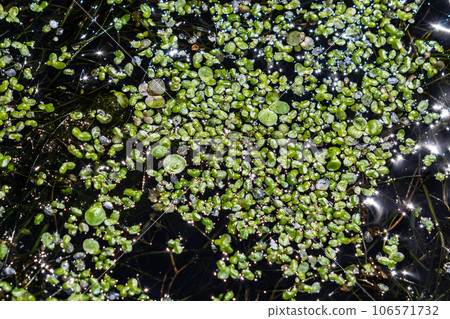 Duckweed - Cultivation of duckweed. Lemna trisulca 106571732