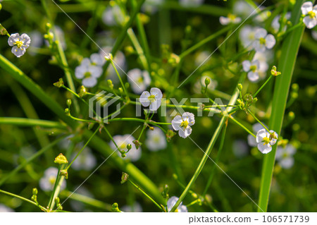Phreatophyte. American water plantain Alisma plantago-aquatica in swampy-forest river water. Northeast Europe grow on river bank washed away by current, spring water erosion 106571739