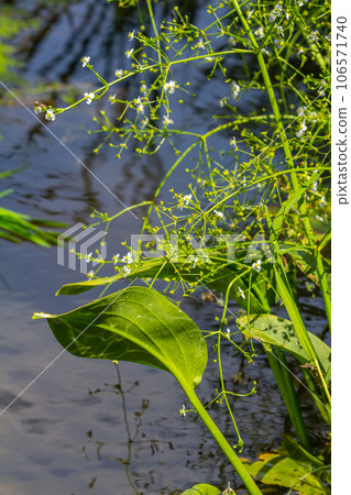Phreatophyte. American water plantain Alisma plantago-aquatica in swampy-forest river water. Northeast Europe grow on river bank washed away by current, spring water erosion Phreatophyte. American water plantain Alisma plantago-aquatica in swampy-forest river water. Northeast Europe grow on river bank washed away by current, spring water erosion 106571740