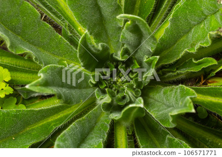 Close-up of hairy rosette with dew drops and fallen leaves of Verbascum thapsus large or common mullein in its first year of growth 106571771
