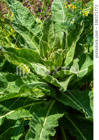Close-up of hairy rosette with dew drops and fallen leaves of Verbascum thapsus large or common mullein in its first year of growth 106571772