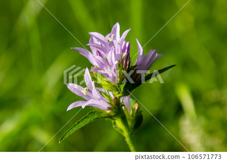 Clustered bell flower Campanula glomerata blooming in the wild Clustered bell flower Campanula glomerata blooming in the wild 106571773