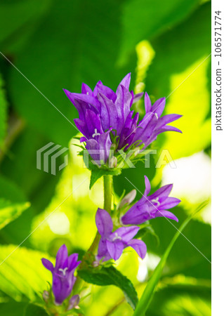 Clustered bell flower Campanula glomerata blooming in the wild 106571774