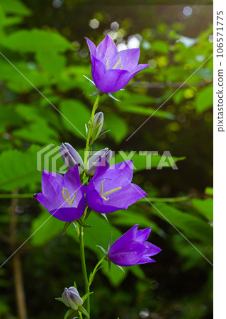 Balloon Flower, Tussock Bellflower, Campanula persicifolia or Campanula carpatica purple bell flowers in fall garden Balloon Flower, Tussock Bellflower, Campanula persicifolia or Campanula carpatica purple bell flowers in fall garden 106571775