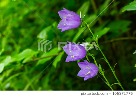 Clustered bell flower Campanula glomerata blooming in the wild Clustered bell flower Campanula glomerata blooming in the wild 106571776