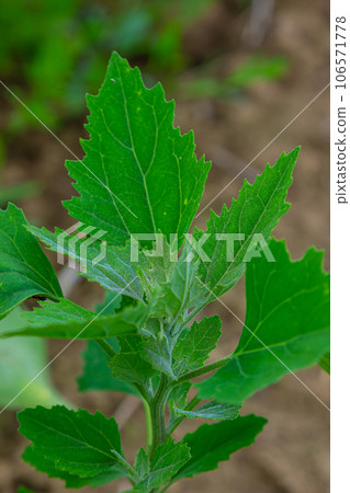 Chenopodium album, edible plant, common names include lamb's quarters, melde, goosefoot, white goosefoot, wild spinach, bathua and fat-hen Chenopodium album, edible plant, common names include lamb's quarters, melde, goosefoot, white goosefoot, wild spinach, bathua and fat-hen 106571778