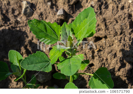 Chenopodium album, edible plant, common names include lamb's quarters, melde, goosefoot, white goosefoot, wild spinach, bathua and fat-hen 106571790
