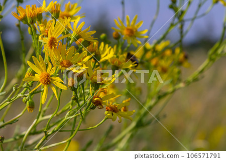 Yellow flowers of Senecio vernalis closeup on a blurred green background. Selective focus Yellow flowers of Senecio vernalis closeup on a blurred green background. Selective focus 106571791