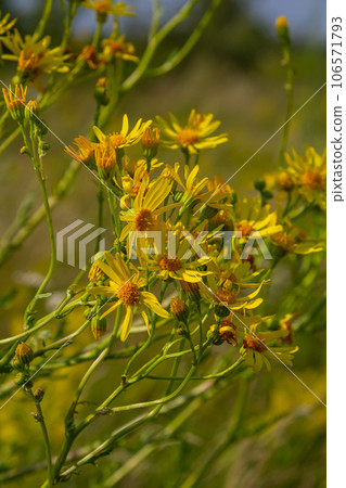 Yellow flowers of Senecio vernalis closeup on a blurred green background. Selective focus Yellow flowers of Senecio vernalis closeup on a blurred green background. Selective focus 106571793