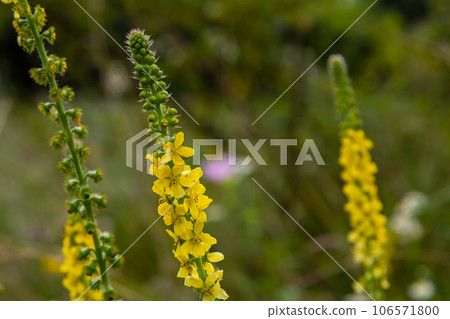 Summer in the wild among wild grasses is blooming agrimonia eupatoria 106571800