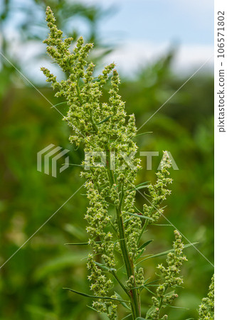 Chenopodium album, edible plant, common names include lamb's quarters, melde, goosefoot, white goosefoot, wild spinach, bathua and fat-hen 106571802