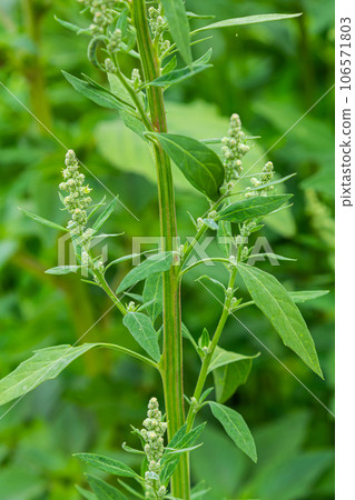 Chenopodium album, edible plant, common names include lamb's quarters, melde, goosefoot, white goosefoot, wild spinach, bathua and fat-hen 106571803