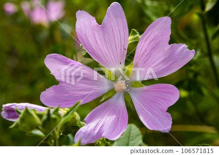 Flower close-up of Malva alcea greater musk, cut leaved, vervain or hollyhock mallow, on soft blurry green grass background 106571815