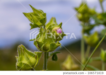 Flower close-up of Malva alcea greater musk, cut leaved, vervain or hollyhock mallow, on soft blurry green grass background 106571819