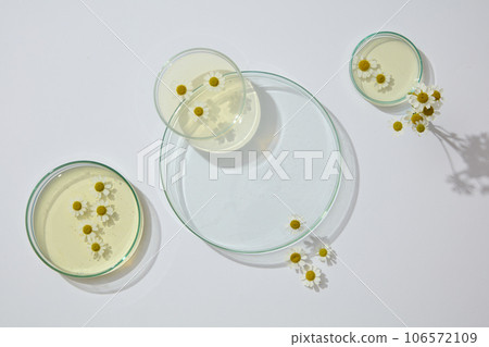 On white background, petri dishes of liquid in many size are arranged. Modern minimal showcase scene for cosmetic products promotion of Chamomilla (Matricaria chamomilla) extract On white background, petri dishes of liquid in many size are arranged. Modern minimal showcase scene for cosmetic products promotion of Chamomilla (Matricaria chamomilla) extract 106572109
