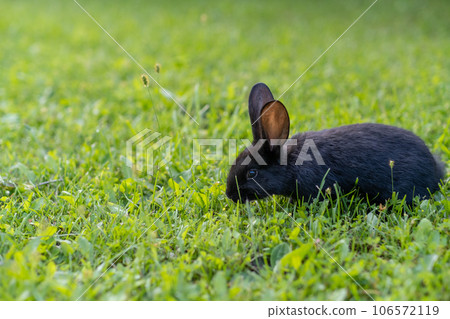 Black rabbit on green grass eat grass. Rabbit with big ears walking in the garden on the lawn. There is a free space for texter in the photo. 106572119