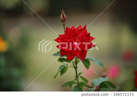 荒尾市少女公民花壇玫瑰花, 荒尾市少女公民花壇玫瑰花, 106572153