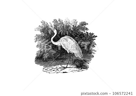 詳細木刻描繪的小白鷺 詳細木刻描繪的小白鷺 106572241