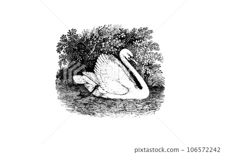 細緻的木刻版畫描繪了天鵝 細緻的木刻版畫描繪了天鵝 106572242