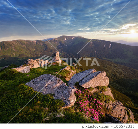 Pink rose rhododendron flowers on morning summer mountain slope. 106572335