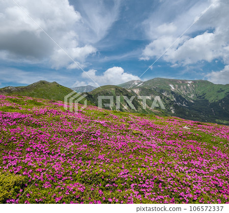 Blossoming slopes (rhododendron flowers ) of Carpathians. Blossoming slopes (rhododendron flowers ) of Carpathians. 106572337