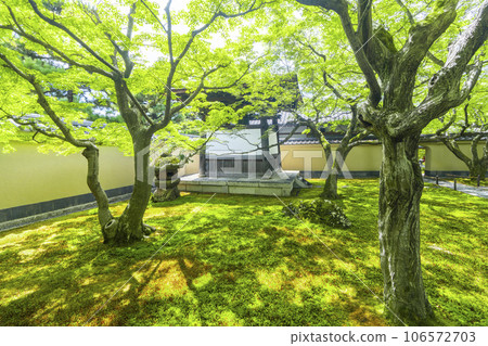 小梅院、大德寺、苔蘚庭園、鐘樓、石燈籠、新綠季節 106572703