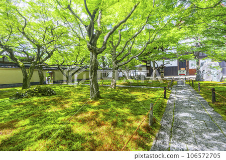 Daitokuji Obaiin - Beautiful moss garden right after entering - Season of fresh greenery 106572705
