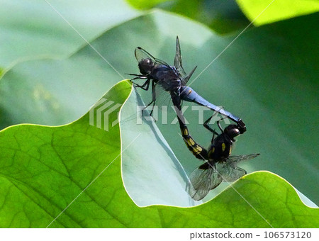 昆蟲和鮮花 昆蟲和鮮花 106573120