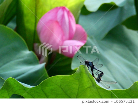 昆蟲和鮮花 昆蟲和鮮花 106573121
