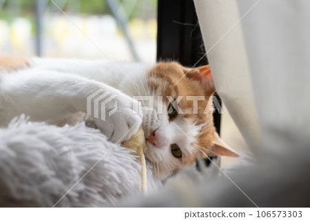 一隻貓在玩玩具棕色老虎白色 106573303