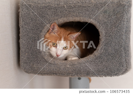 A cat sticking its head out of the cat tower Brown tiger white A cat sticking its head out of the cat tower Brown tiger white 106573435