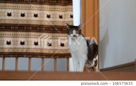 A cat staring at a pheasant cat 106573635