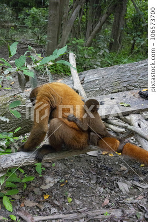 猴子一家在亞馬遜森林相遇 106573700