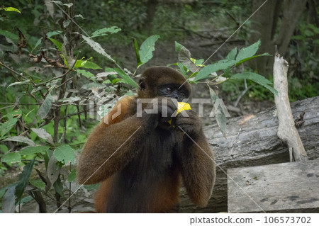 吃猴子 吃猴子 106573702