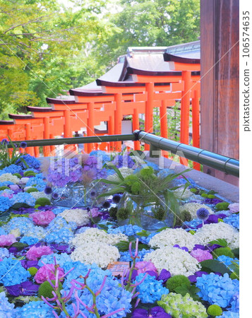 Summer pilgrimage in Hokkaido Otaru Sumiyoshi Shrine flower hand water hydrangea 106574635