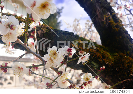 Stroll around town plum blossoms 106574804