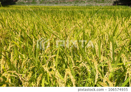 Rice early harvest 106574935