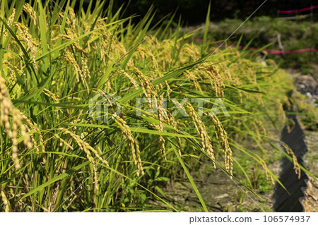Close-up of ears of rice nearing harvest 106574937