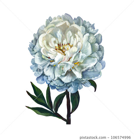 White peony oil. Isolated on a white background 106574996
